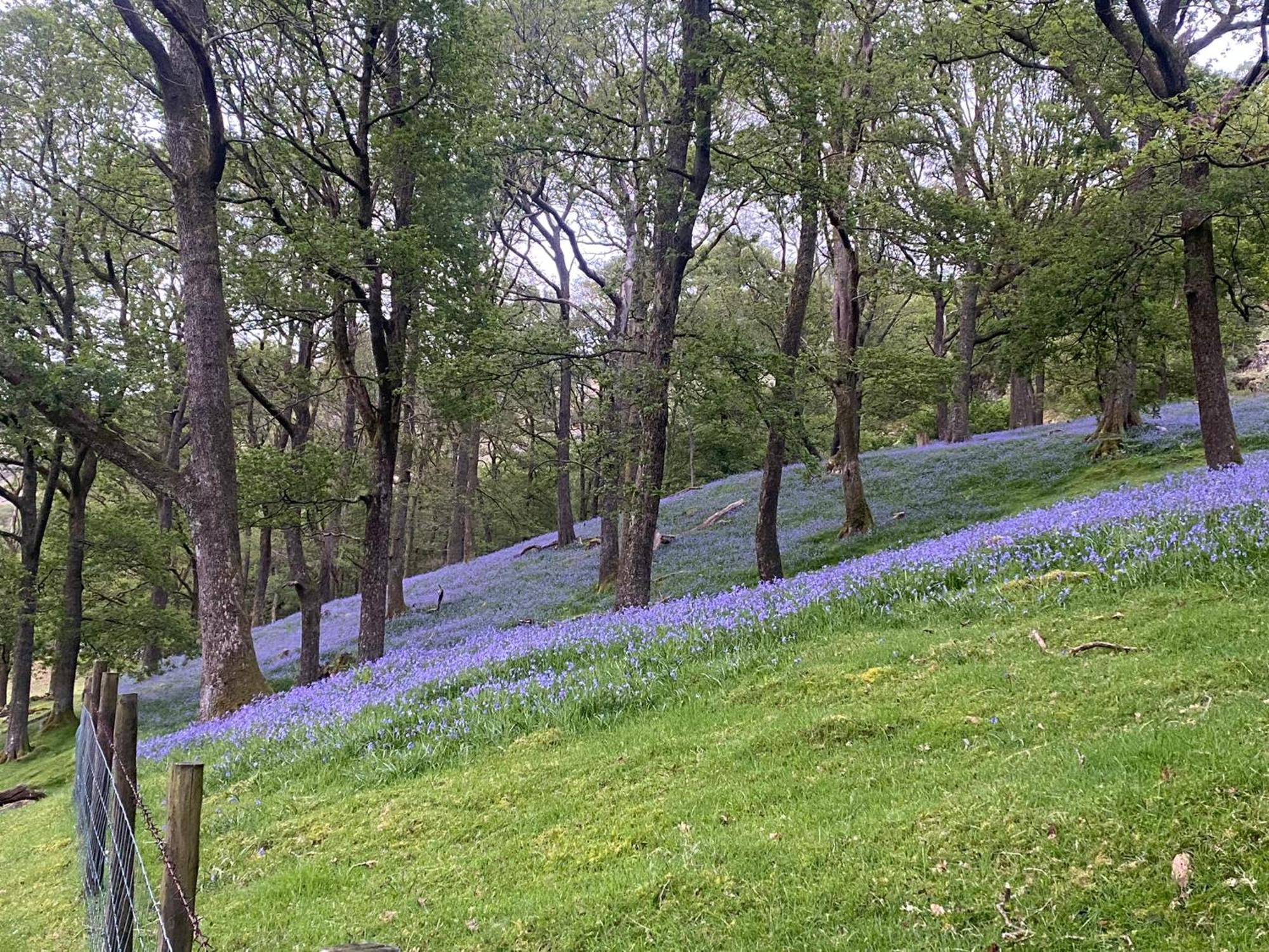Cosy Glamping In The Eskdale Valley - Studio Lodges And Mega Pods Экстерьер фото